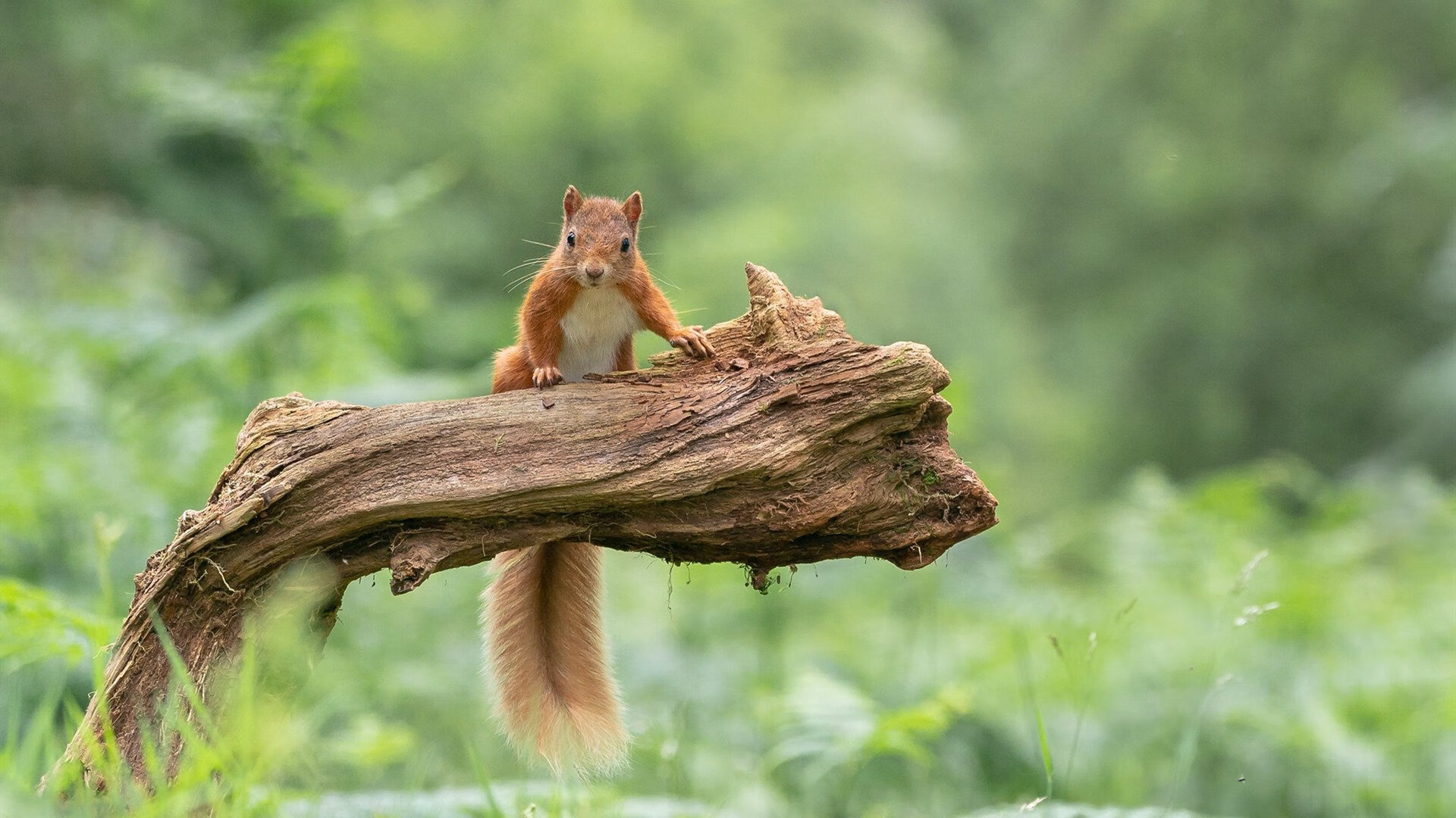 爱游戏电脑版官网-《电竞行业融资:资本纷纷涌入“风口”》,电竞行业投资